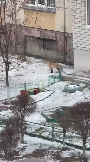 Лису заметили в Рубцовске