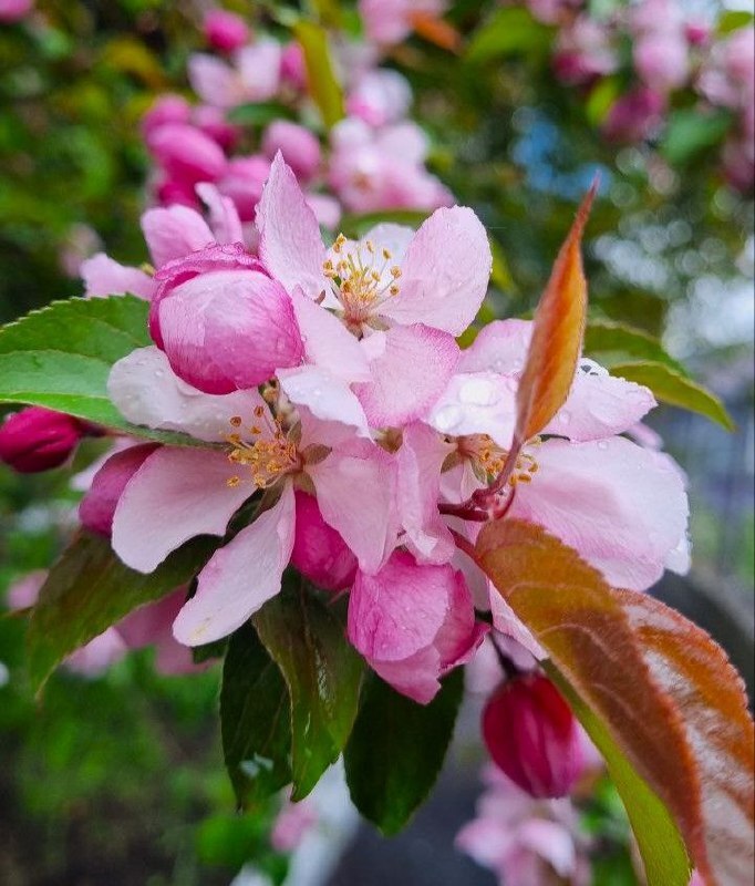 С Днём матери поздравил сибиряков полпред Президента РФ в СФО Анатолий Серышев С Днём матери поздравил сибиряков полпред Президента РФ в СФО Анатолий Серышев