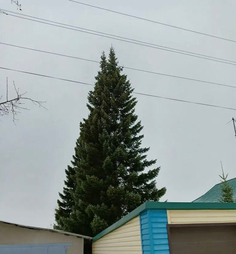 Ёлку, которая украсит главную площадь города, нашли в Рубцовске