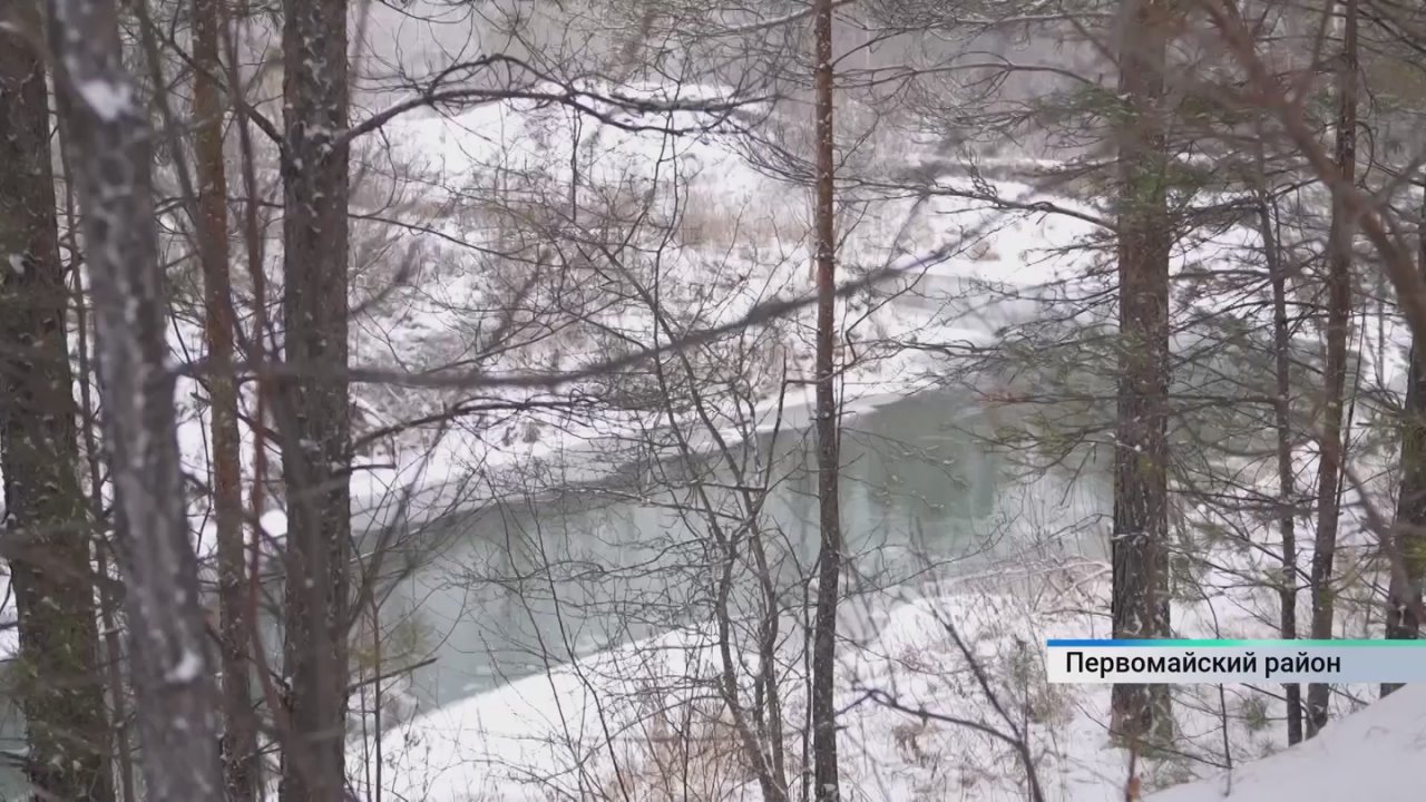 Какое наказание грозит жителям Алтайского края за срубленную ель?