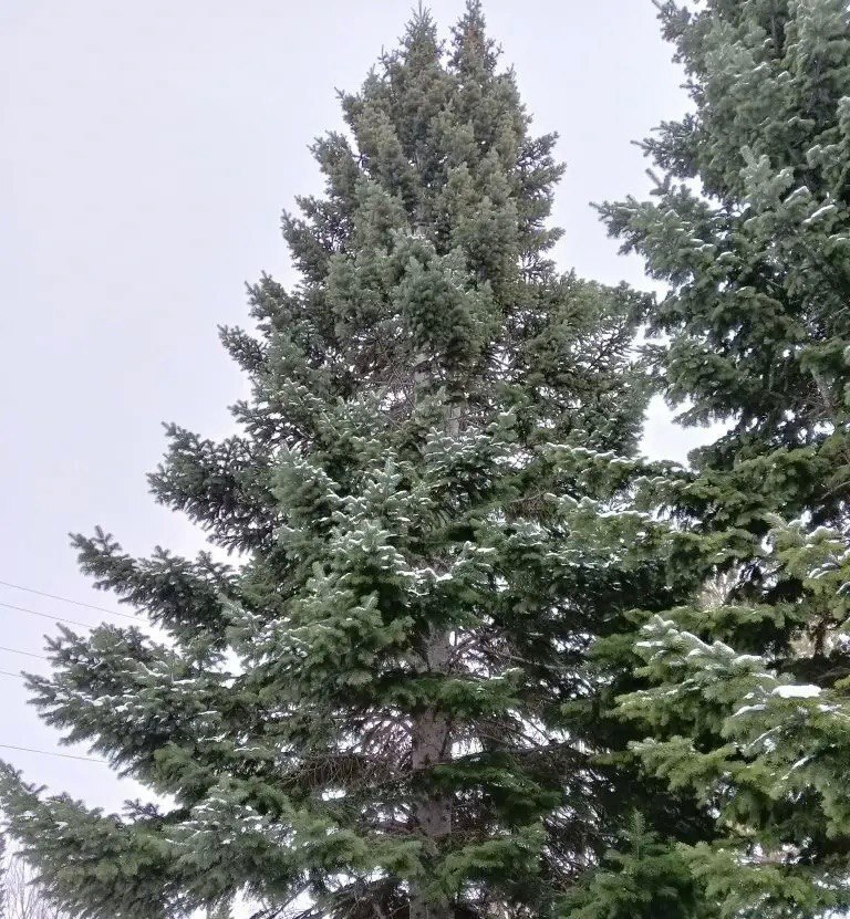 Главная новогодняя ель для Рубцовска выбрана