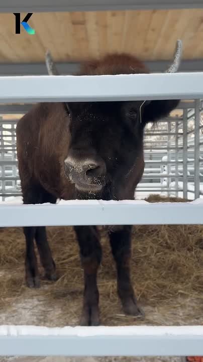 Зубр Мурашик поселился в барнаульском зоопарке