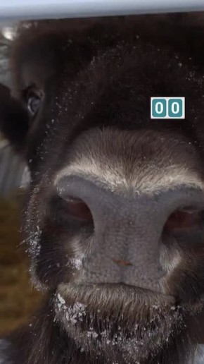 Зубр поселился в барнаульском зоопарке