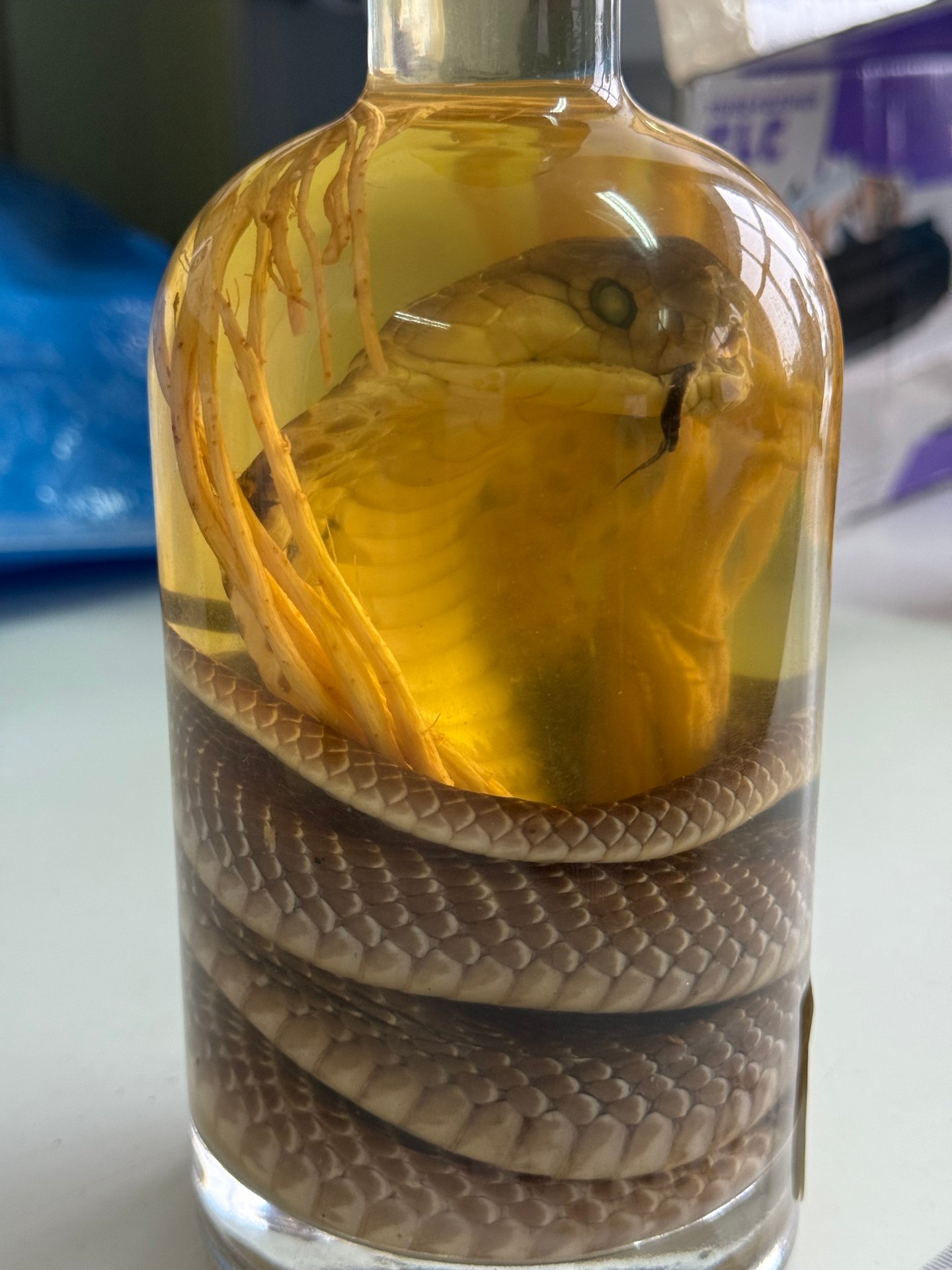 В Барнауле у пассажирки из Вьетнама изъяли «змеиное вино» с редкой коброй