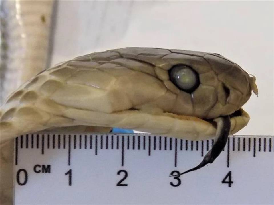 Змеиное вино обнаружили алтайские таможенники в багаже пассажирки из Вьетнама Змеиное вино обнаружили алтайские таможенники в багаже пассажирки из Вьетнама