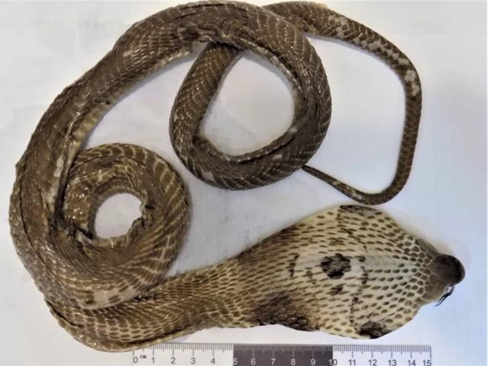 Змеиное вино обнаружили алтайские таможенники в багаже пассажирки из Вьетнама Змеиное вино обнаружили алтайские таможенники в багаже пассажирки из Вьетнама