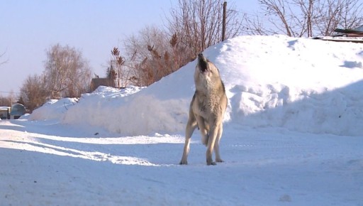 Пункт временного содержания опасных собак открыли в Бийске