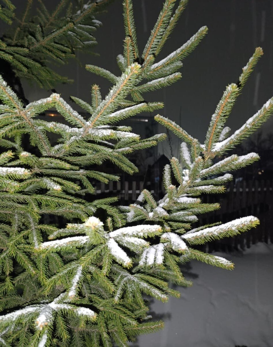 Уважаемые бийчане!. Управление ЖКХ, Б и ДХ Администрации Бийска готовится к праздникам и ищет ёлки для создания новогодних городков