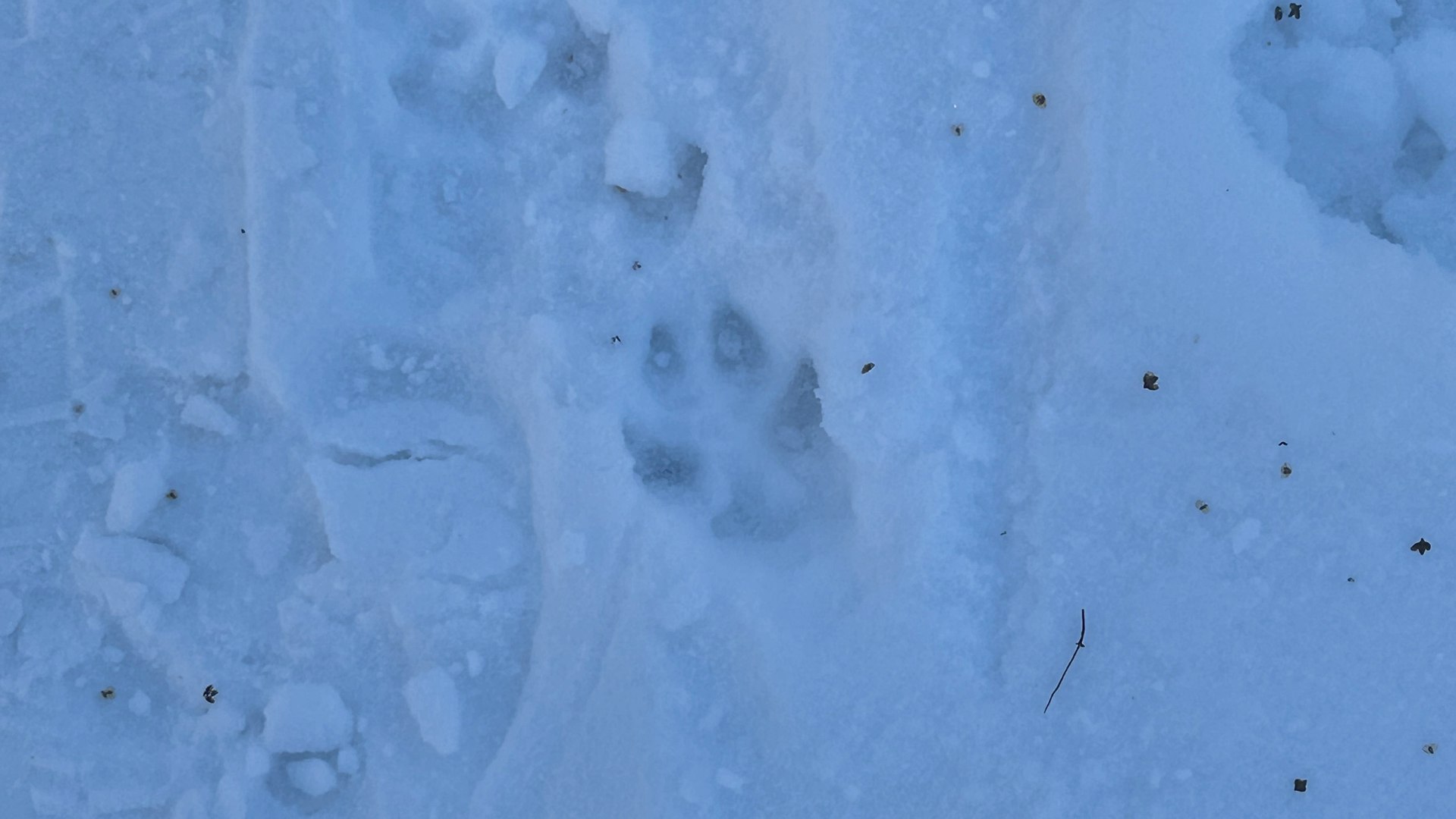Очаг бешенства выявили в пригороде Барнаула