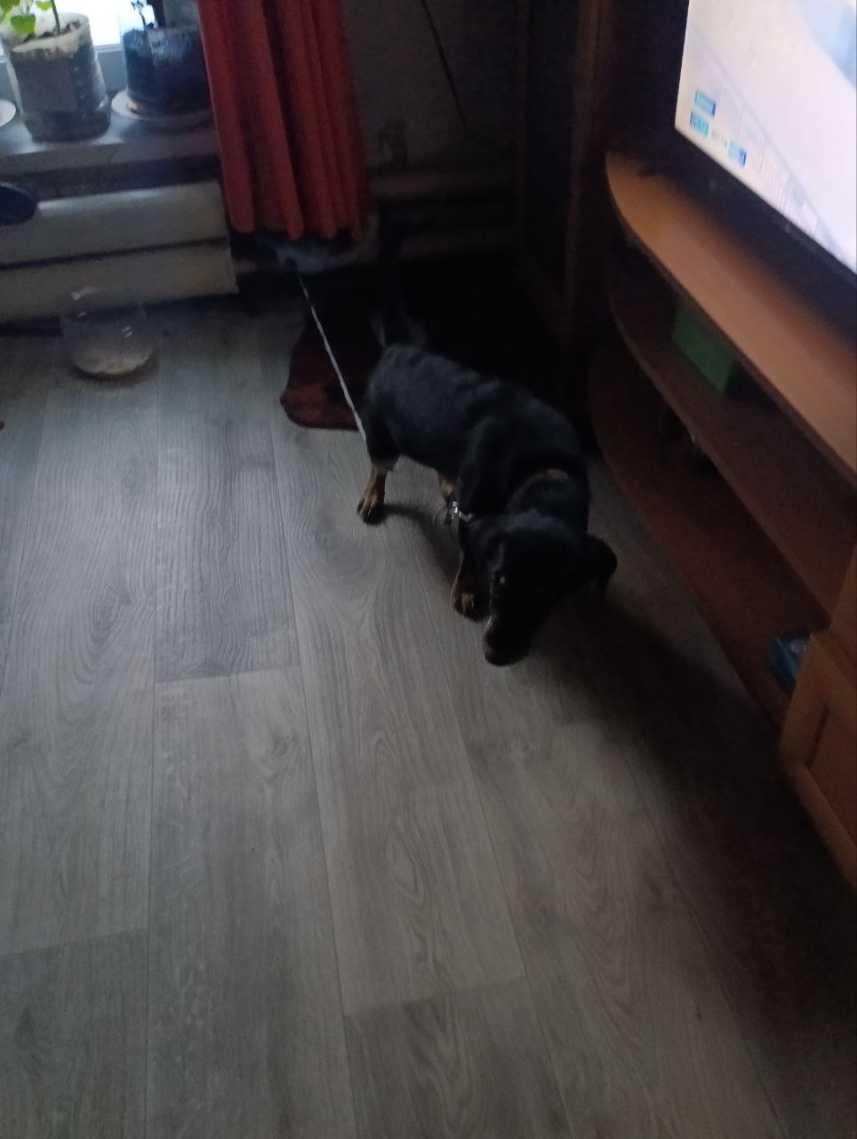 В Бийске ищут хозяина собаки, которая замерзала в районе Спиртзавода – переулок Солтонский В Бийске ищут хозяина собаки, которая замерзала в районе Спиртзавода – переулок Солтонский