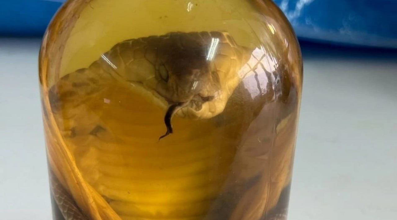 В Алтайском крае таможенники изъяли у пассажирки бутылку вина с редкой коброй