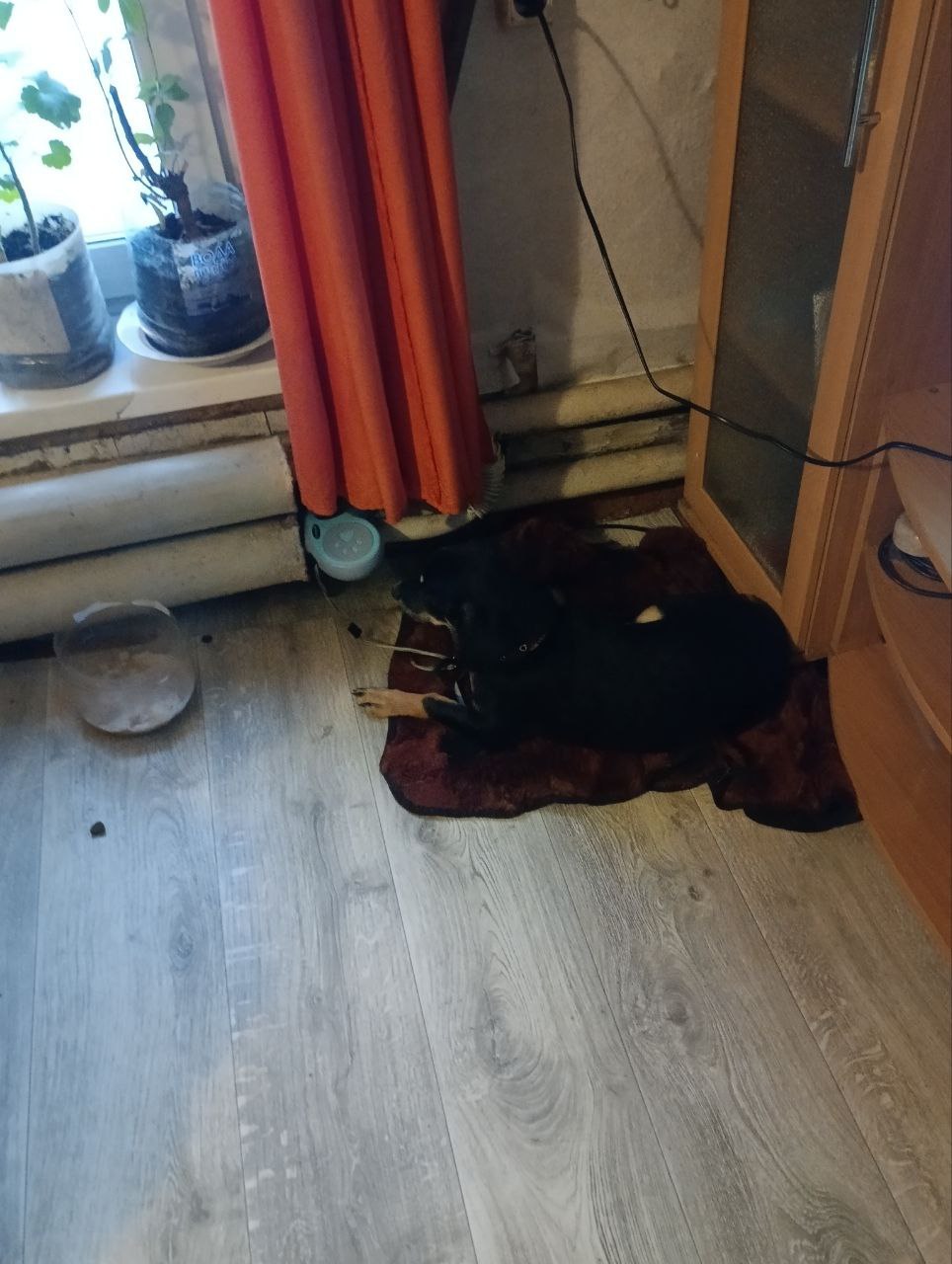 В Бийске ищут хозяина собаки, которая замерзала в районе Спиртзавода – переулок Солтонский В Бийске ищут хозяина собаки, которая замерзала в районе Спиртзавода – переулок Солтонский