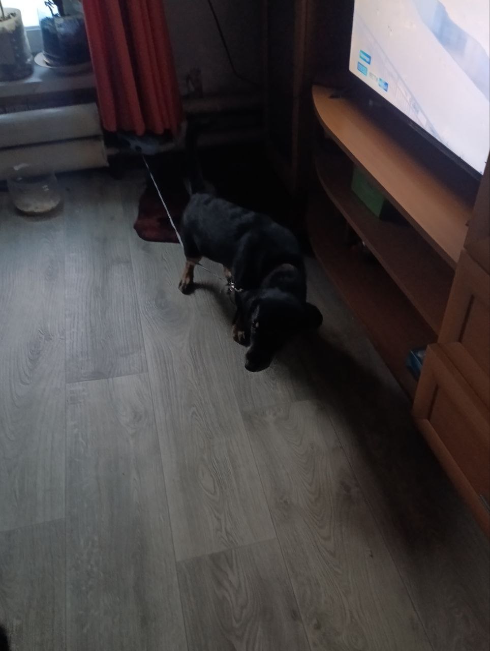 В Бийске ищут хозяина собаки, которая замерзала в районе Спиртзавода – переулок Солтонский