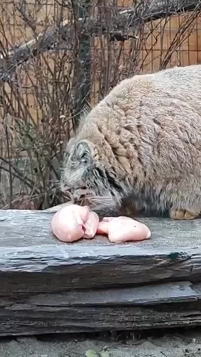 ����� ���������� �������� �������� �������� �����