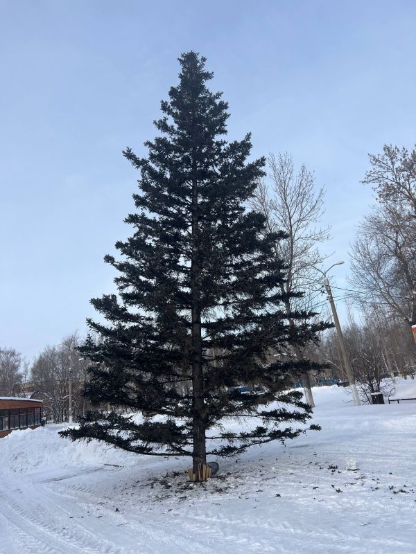 Новогодняя ёлка в парке имени Кирова заняла своё место