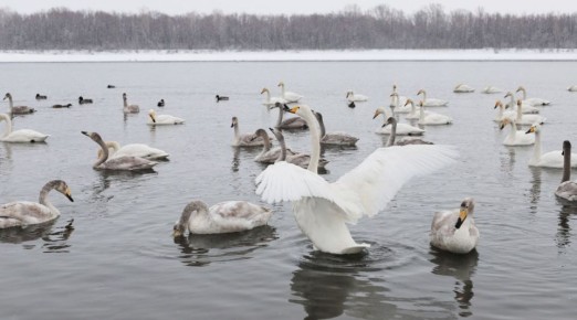 Белые лебеди вернулись на зимовку в Бийск