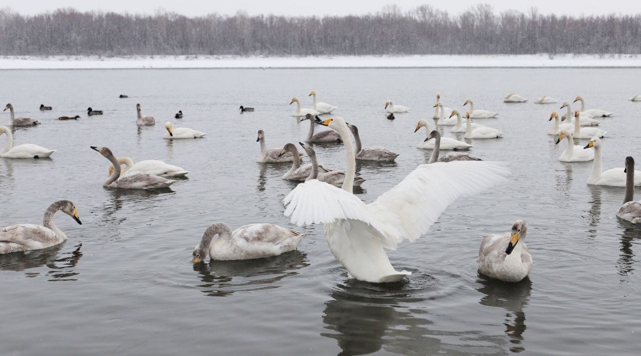 Белые лебеди вернулись на зимовку в Бийск