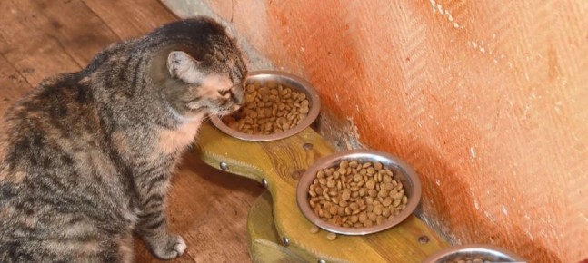 ������ ���������������� ���� ������ ���� �������� ��-�� ����� ���������� ������