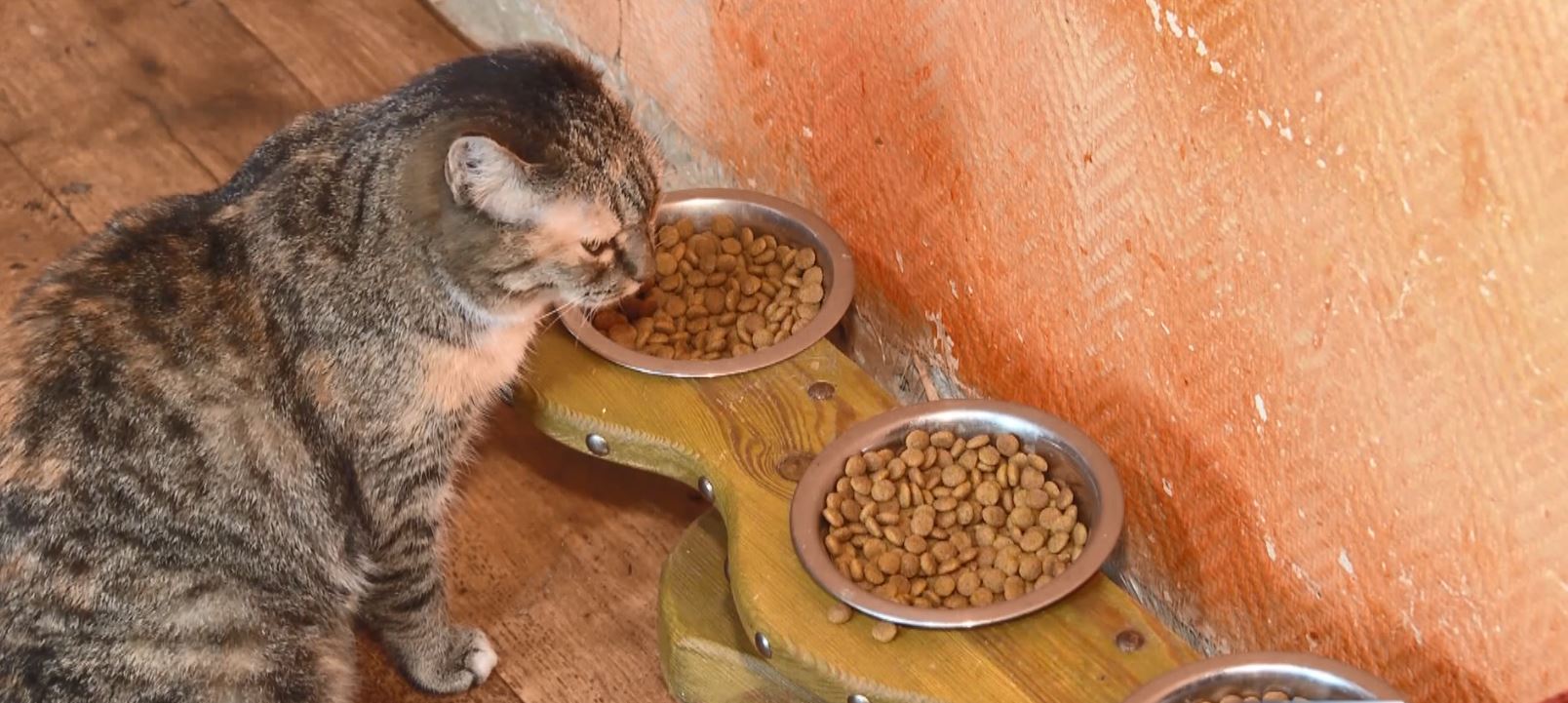 Жители многоквартирного дома подали в суд на соседа из-за кошек в Каменском районе