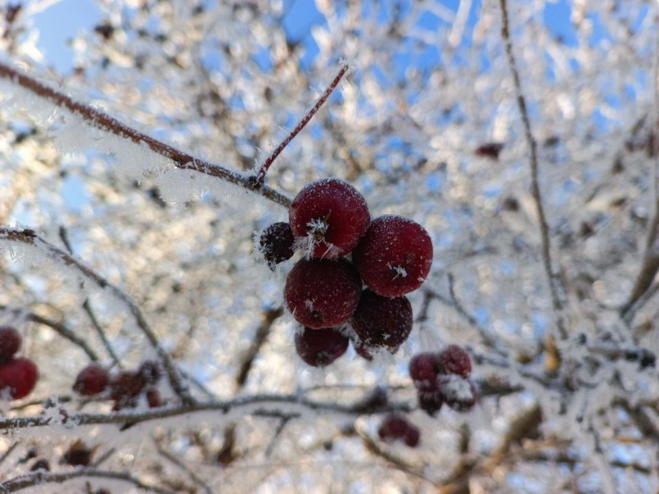Доброе утро, Рубцовск!. По прогнозам синоптиков, сегодня будет пасмурно