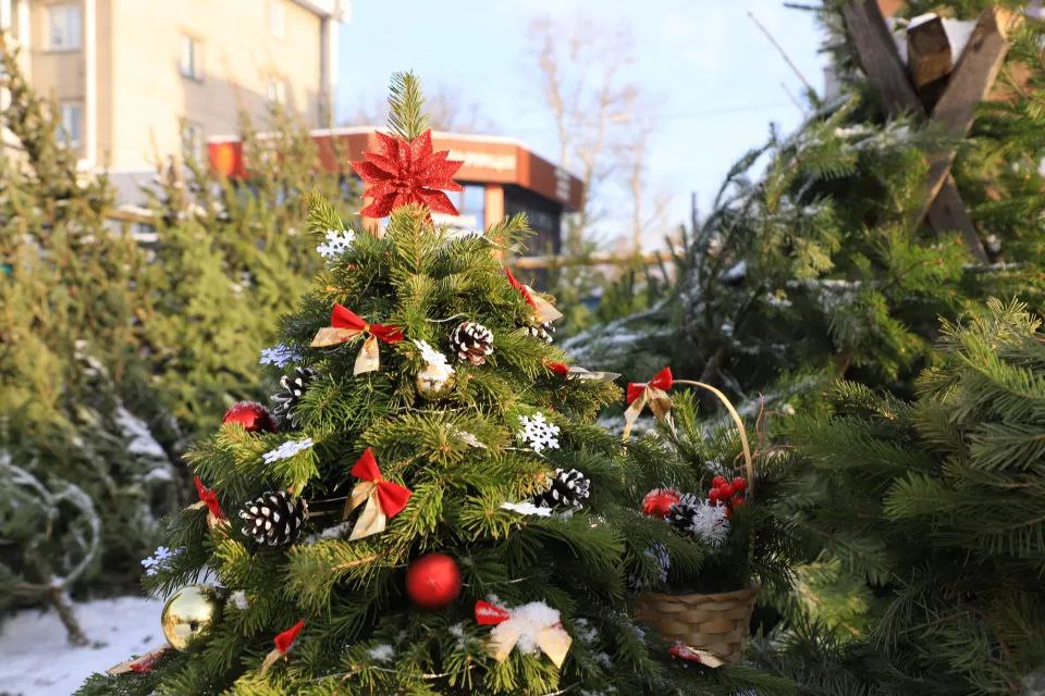 О стоимости новогодних елей О стоимости новогодних елей