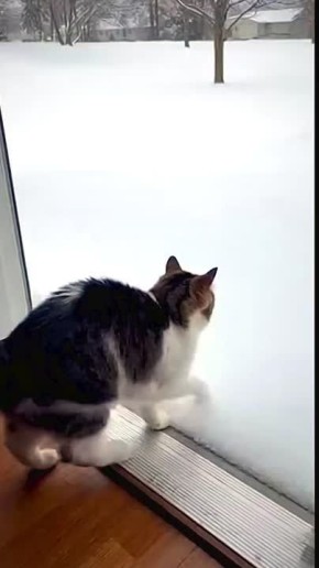 Этот котик не рад снегу . Доброе утро, Алтайский край!