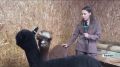 Альпака преодолели 17 тысяч километров, чтобы добраться до Барнаула и поселиться в зоопарке