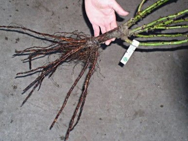 ��� ��������� ������� ��� �� �������: ����������� ������