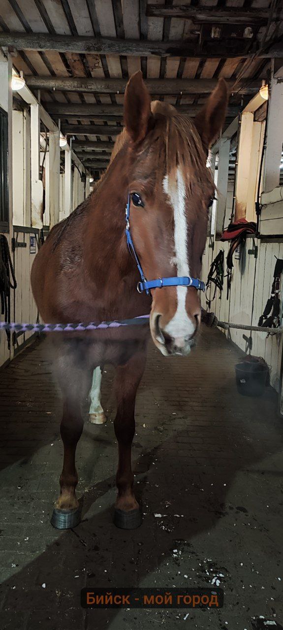 Бийчанка рассказала, как её жизнь изменил символ года Бийчанка рассказала, как её жизнь изменил символ года