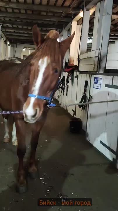 Бийчанка рассказала, как её жизнь изменил символ года