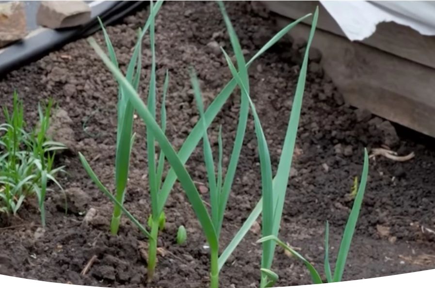 ���� �� ������ �������� ������