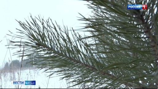 Завтра, 6 января, по югу Урала с большой скоростью промчится небольшой циклон, потеплеет