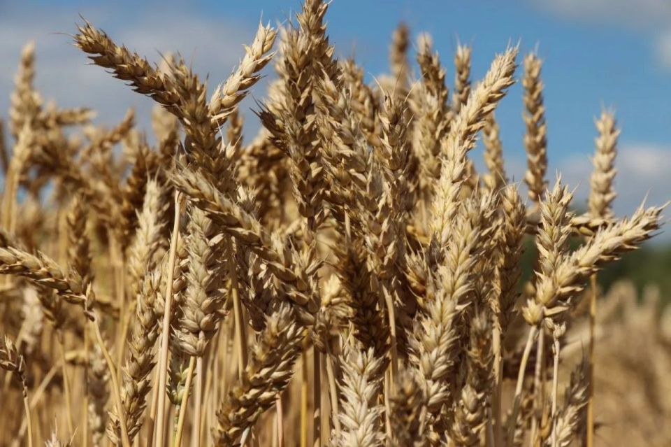 ���-10 ������� ������� � ������������ ������ ������ ������� � 2025 ����