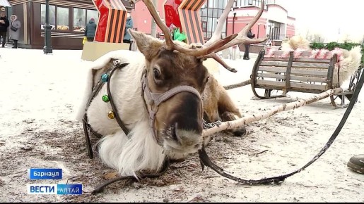 Жители и гости Барнаула могут прокатиться на оленьей упряжке