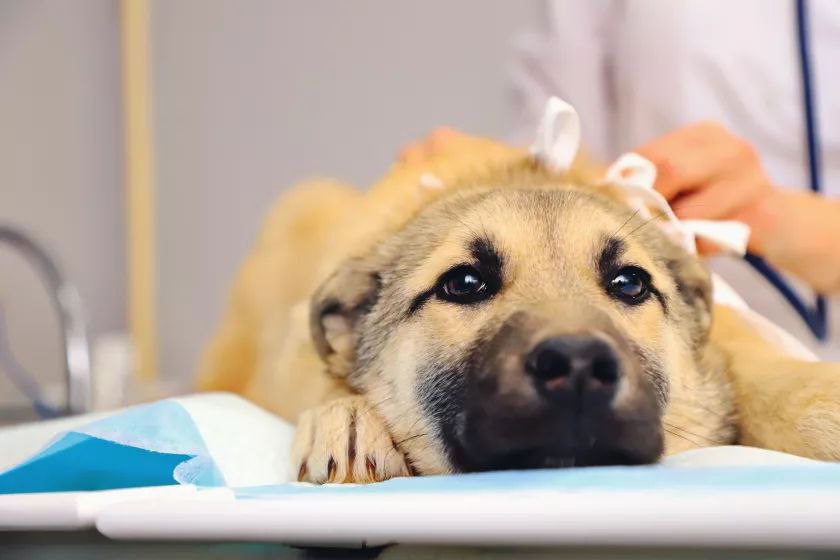 Бийский инженер-механик стала ветеринаром Бийский инженер-механик стала ветеринаром