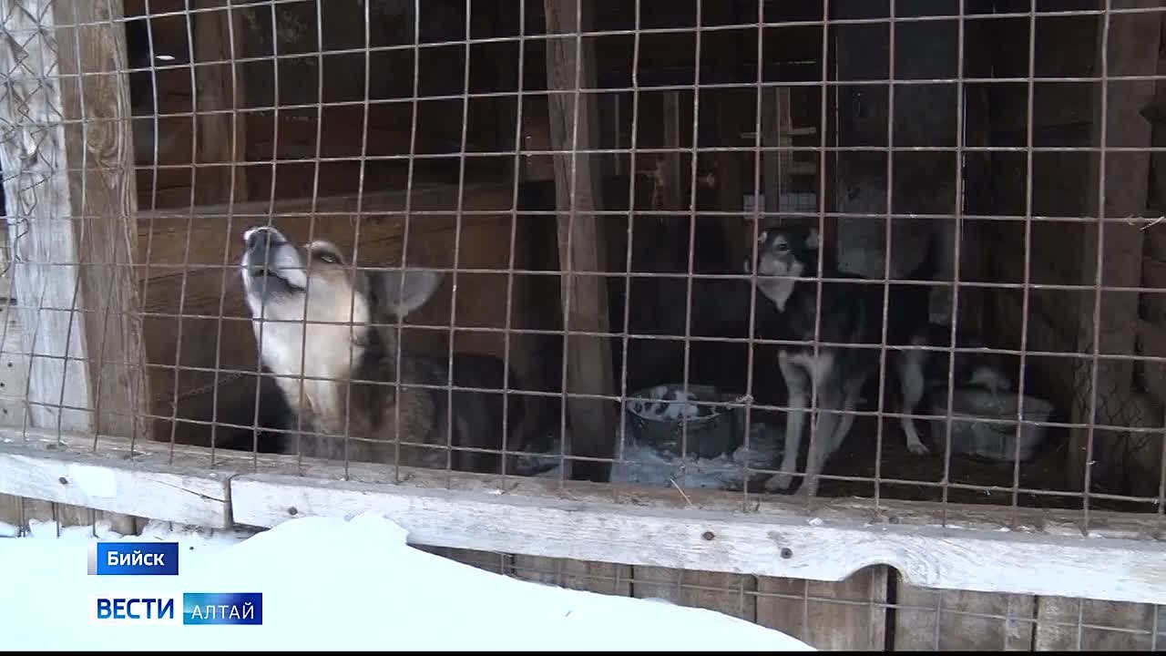 Властям Бийска нужно повторить процедуру поиска подрядчика на отлов бродячих собак