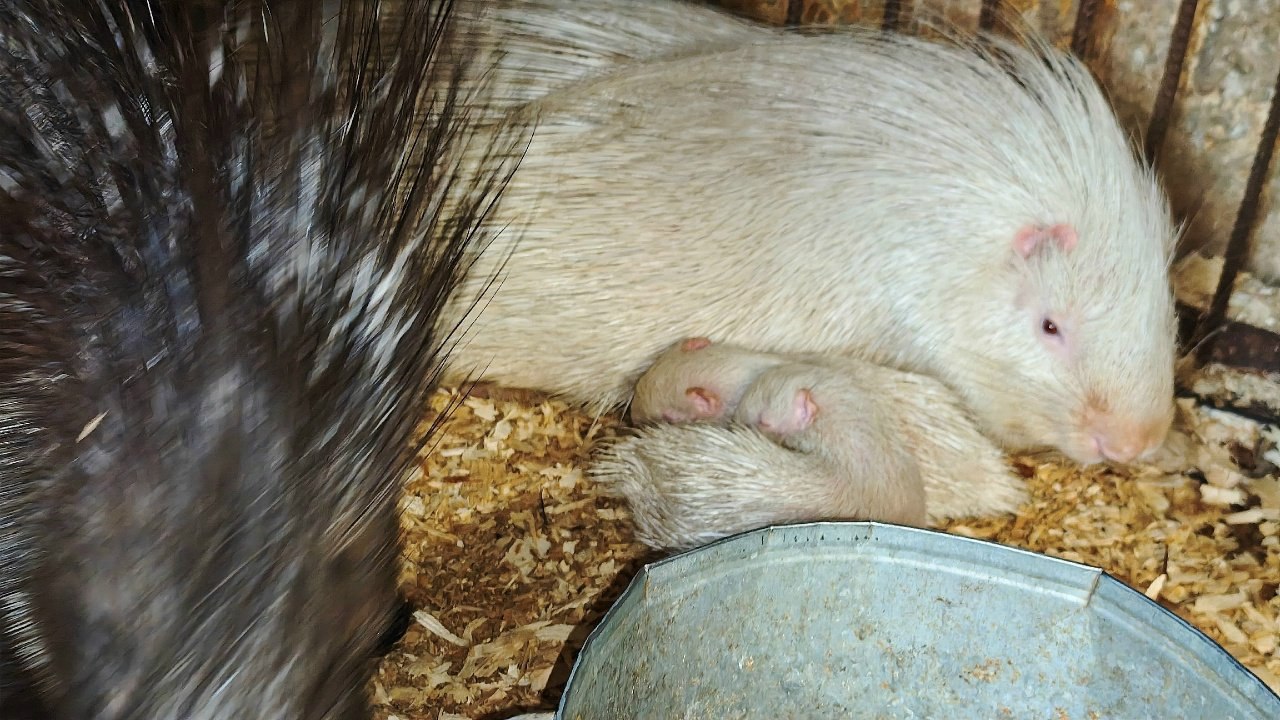 Первое потомство дикобразов подрастает в барнаульском зоопарке Первое потомство дикобразов подрастает в барнаульском зоопарке