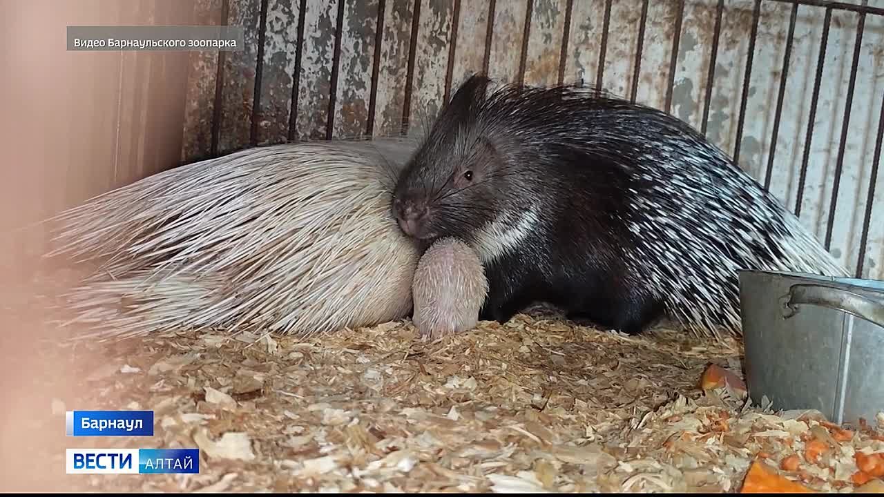 Барнаульский зоопарк делится в соцсетях милыми кадрами с малышами-дикобразами