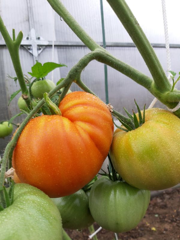 ��� �������� �������� �� ��������� � �������� ������