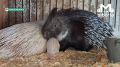 Дикообразов-карапузов видели? Показываем!