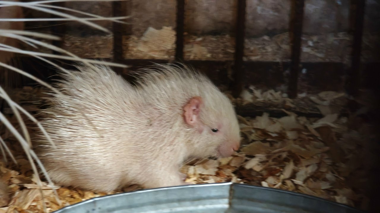 Первое потомство дикобразов подрастает в барнаульском зоопарке