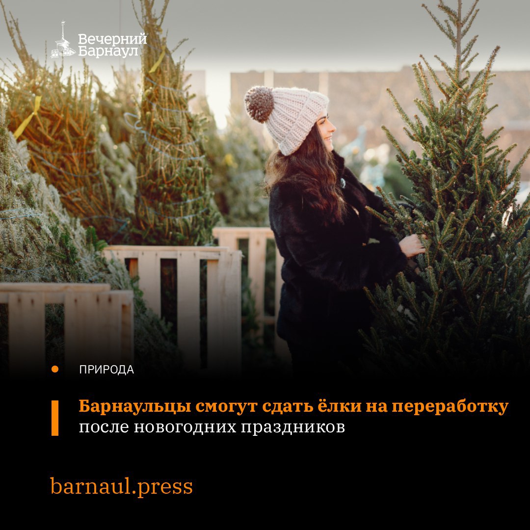 17 января в Барнауле организуют сбор ёлок, оставшихся после новогодних праздников