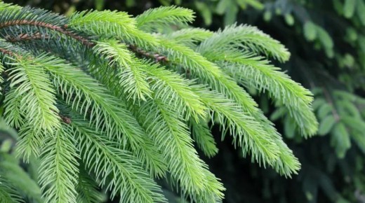 Россиянам, которые после новогодних праздников выбросят лку в мусорный контейнер, может грозить штраф до нескольких тысяч рублей