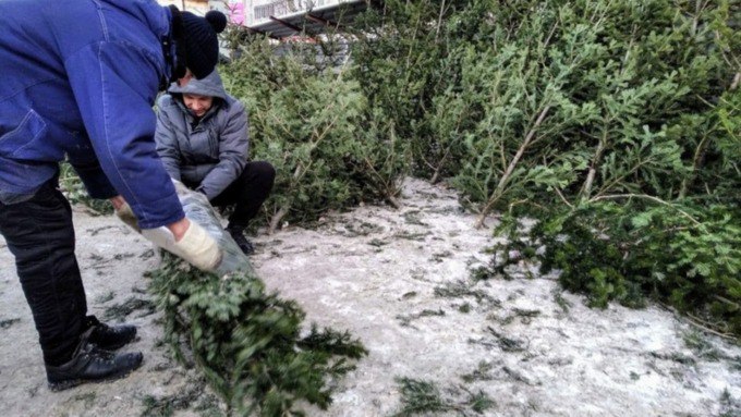 Куда в Барнауле сдать елки после праздников?