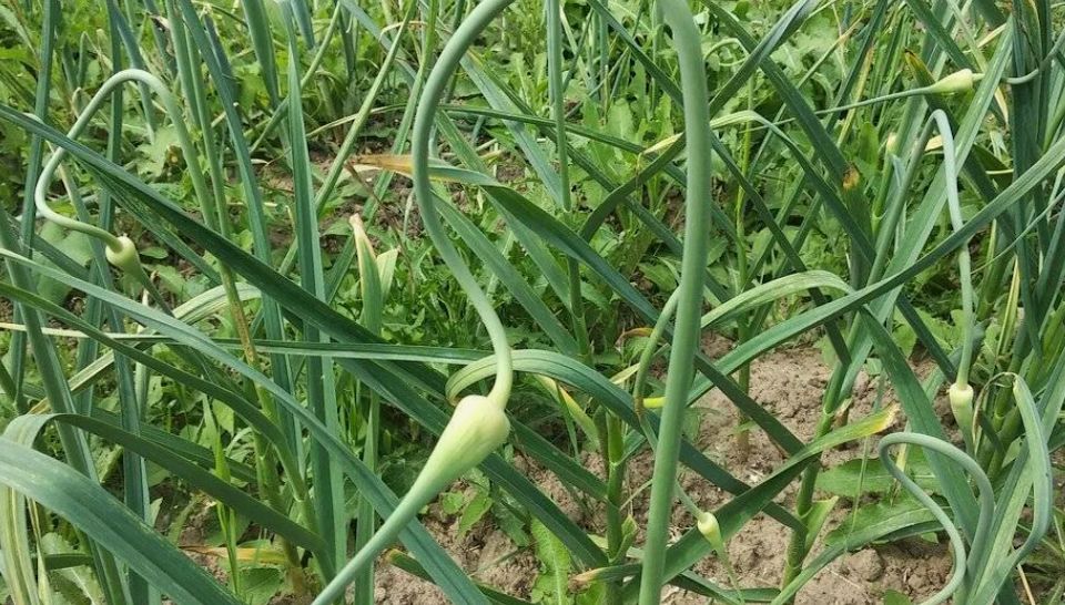 ������� �����: ��� ��������� ������� ����� �������� ������� �������� ������