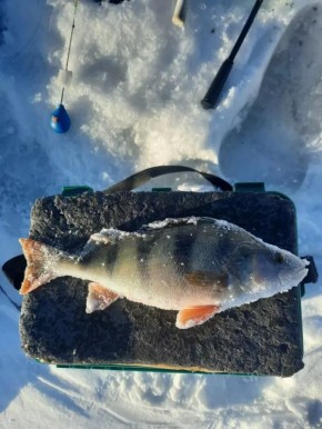 Алтайские рыбаки показали первые уловы 2026 года