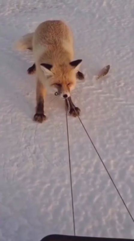 ���� ���������� ������� � ������� ����� ���� ����