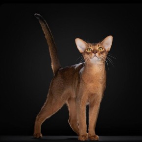 Самым красивым котом в мире стал питомец из России