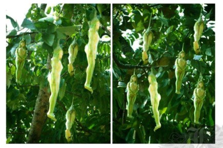 ����� ������ �������