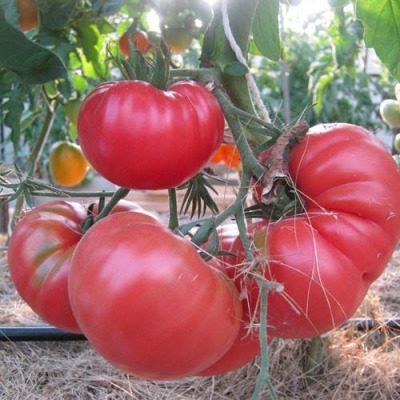 ����� ������: ������� ������� ��� ������ �������